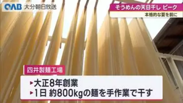 初夏の潮風でうまみ増す　宇佐市でそうめんの天日干し最盛期