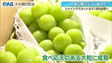 安心院ぶどう“旬入り”　初競りでシャインマスカットに１０万円