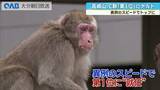「異例のスピードでトップに　高崎山で新ボスザル　Ｃ群「第１位」にナルト」の画像1