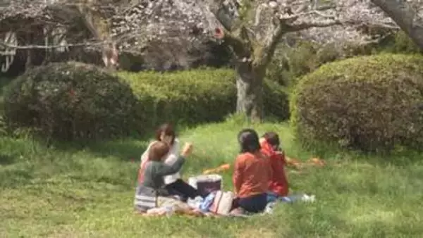 大分で桜開花　週末は花見へ　岡城跡は５分咲き
