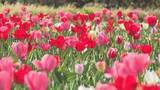 「１１７種類・１９万本が咲き誇る　チューリップフェスタ開幕　豊後大野市」の画像1