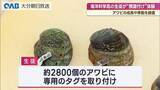 「漁業資源の保護へ　アワビの成長や移動を調査　海洋科学高校の生徒が標識を装着」の画像1