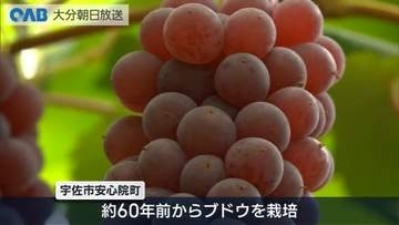 安心院ぶどうの出荷始まる　デラウェア初出荷　色づき・甘さともに良好