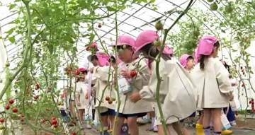 園児がミニトマト狩り　自然に触れ食の大切さ学ぶ