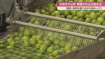 九州有数の梅産地・日田市大山町で梅酒の仕込み始まる　３年熟成し国内外へ出荷
