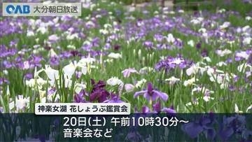 別府・神楽女湖のハナショウブ　今週末から見頃へ