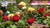 「「おとぎ話のような庭」日出町・大神ファームで春のバラが見ごろ」の画像1