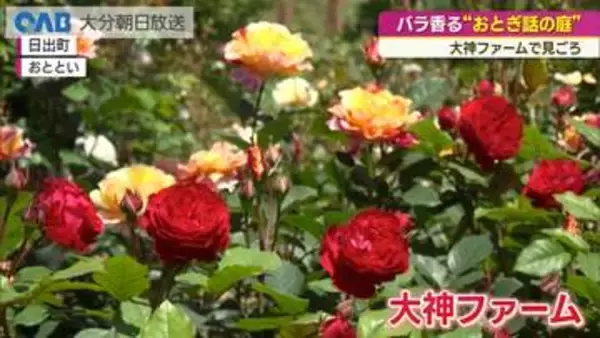 「おとぎ話のような庭」日出町・大神ファームで春のバラが見ごろ