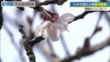 大分でソメイヨシノ開花　平年並み　去年より１日早い