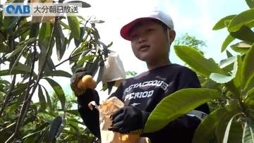 袋掛けやかかし作りも　神崎小児童がビワ収穫