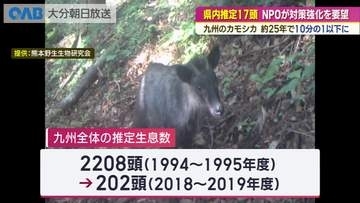 九州のカモシカ　推定生息数が２２００頭から２００頭に激減　ＮＰＯが保護対策を要望
