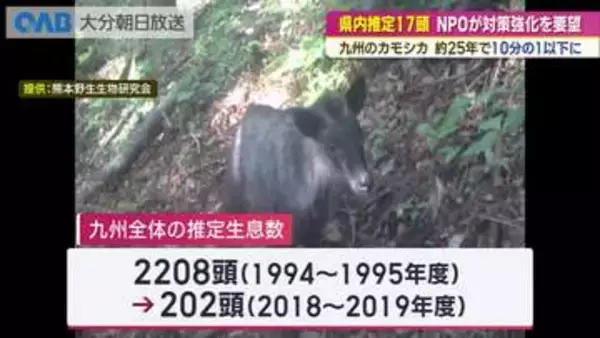 九州のカモシカ　推定生息数が２２００頭から２００頭に激減　ＮＰＯが保護対策を要望
