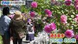 「夫婦で育てて１５年　バラの名所に　「今年は一番多い」」の画像1