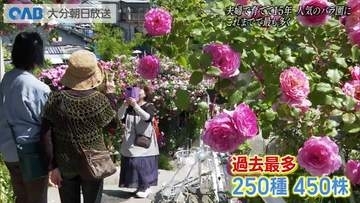 夫婦で育てて１５年　バラの名所に　「今年は一番多い」