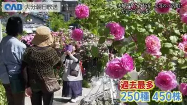 夫婦で育てて１５年　バラの名所に　「今年は一番多い」