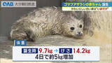 「「真っ白でふわふわ」ゴマフアザラシの赤ちゃん誕生　今しか見られない姿に観光客くぎ付け　うみたまご」の画像1