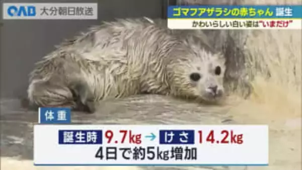 「真っ白でふわふわ」ゴマフアザラシの赤ちゃん誕生　今しか見られない姿に観光客くぎ付け　うみたまご
