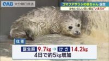 「真っ白でふわふわ」ゴマフアザラシの赤ちゃん誕生　今しか見られない姿に観光客くぎ付け　うみたまご