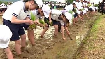 「つなぐ棚田遺産」で田植え体験　別府・堂面棚田に子どもたち１７０人