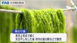 「伝統の“青のり漁”体験　今年は少雨で収穫量少な目」の画像1