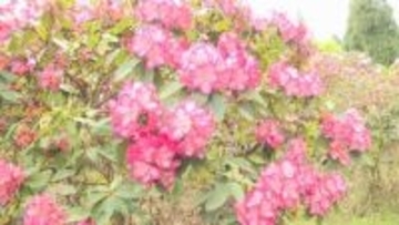 色とりどり２万本のシャクナゲ満開へ　日田市・大山しゃくなげ園