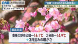 「“立春”県内各地で３月並みの暖かさ　津久見では河津桜咲き始める」の画像1