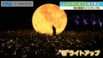 ２７００万本の菜の花が咲き誇る　長崎鼻で「菜の花フェスタ」初の夜間ライトアップ