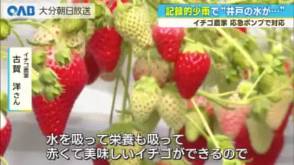 「井戸の底が見えた」記録的少雨で農家悲鳴　イチゴや大葉に影響