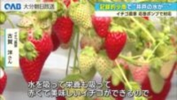 「井戸の底が見えた」記録的少雨で農家悲鳴　イチゴや大葉に影響