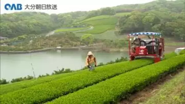 新茶のシーズン到来！宇佐市で茶摘み　２１日から販売