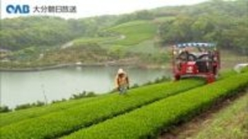 新茶のシーズン到来！宇佐市で茶摘み　２１日から販売