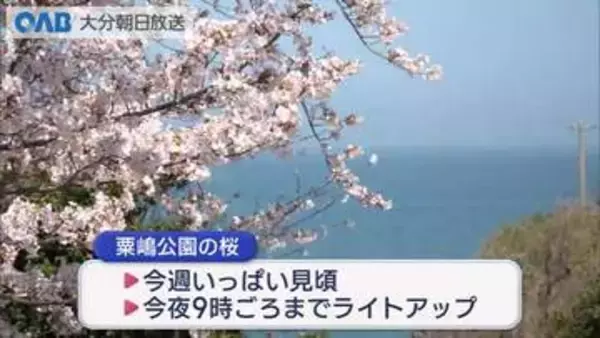 「大分でもサクラ満開！各地で見頃　ライトアップも」の画像