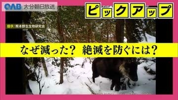「県内推定１７頭」九州のニホンカモシカに絶滅の危機　減少の要因と求められる対策