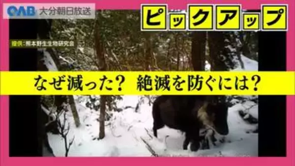 「県内推定１７頭」九州のニホンカモシカに絶滅の危機　減少の要因と求められる対策