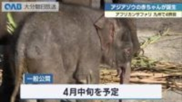 九州で４例目　アフリカンサファリでアジアゾウの赤ちゃん誕生　４月中旬に一般公開を予定