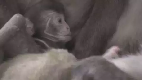 高崎山で赤ちゃんザル誕生！名前は「ミラノ」かわいい姿にほっこり