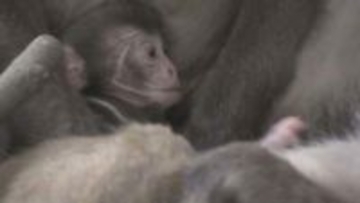 高崎山で赤ちゃんザル誕生！名前は「ミラノ」かわいい姿にほっこり