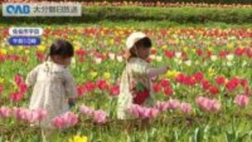 棚田に３万本のチューリップ