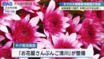 総事業費１０億円　菊の大規模栽培施設が完成　年間２４０万本出荷へ