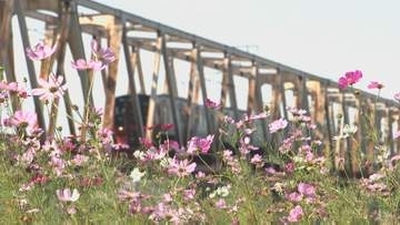 河川敷を彩る約20万本のコスモスが見ごろ　住民320人が育てた花が満開、11月上旬まで　大野川