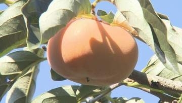 柿が雨不足のりこえ甘く　特産「豊の七瀬柿」が収穫シーズン