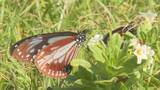 「2000キロを旅するチョウ　アサギマダラが姫島で一休み　700匹優雅に舞う　大分」の画像1