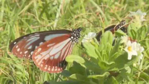 2000キロを旅するチョウ　アサギマダラが姫島で一休み　700匹優雅に舞う　大分