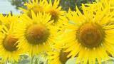 「福島へ届け…東日本大震災からの復興願う3万本のヒマワリ　大輪の花が満開に」の画像1