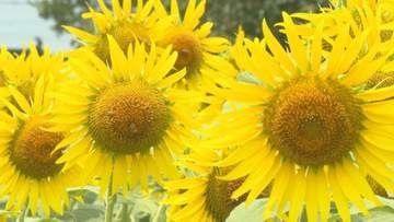 福島へ届け…東日本大震災からの復興願う3万本のヒマワリ　大輪の花が満開に