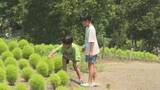 「4000本のコキア成長中、秋には一面真っ赤に　大分・るるパーク」の画像1