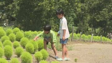 4000本のコキア成長中、秋には一面真っ赤に　大分・るるパーク