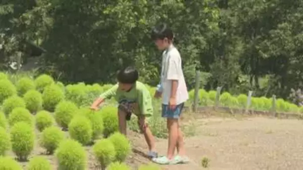 4000本のコキア成長中、秋には一面真っ赤に　大分・るるパーク