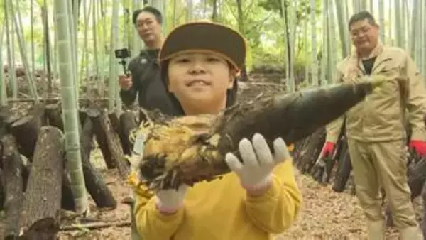 大分県有数の産地で小学生タケノコ掘り体験　豊後高田市