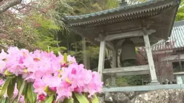 「花の寺」シャクナゲ1万3千株見頃　大分・豊後高田市